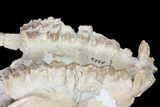 Oreodont (Merycoidodon) Partial Skull - Wyoming #123198-6